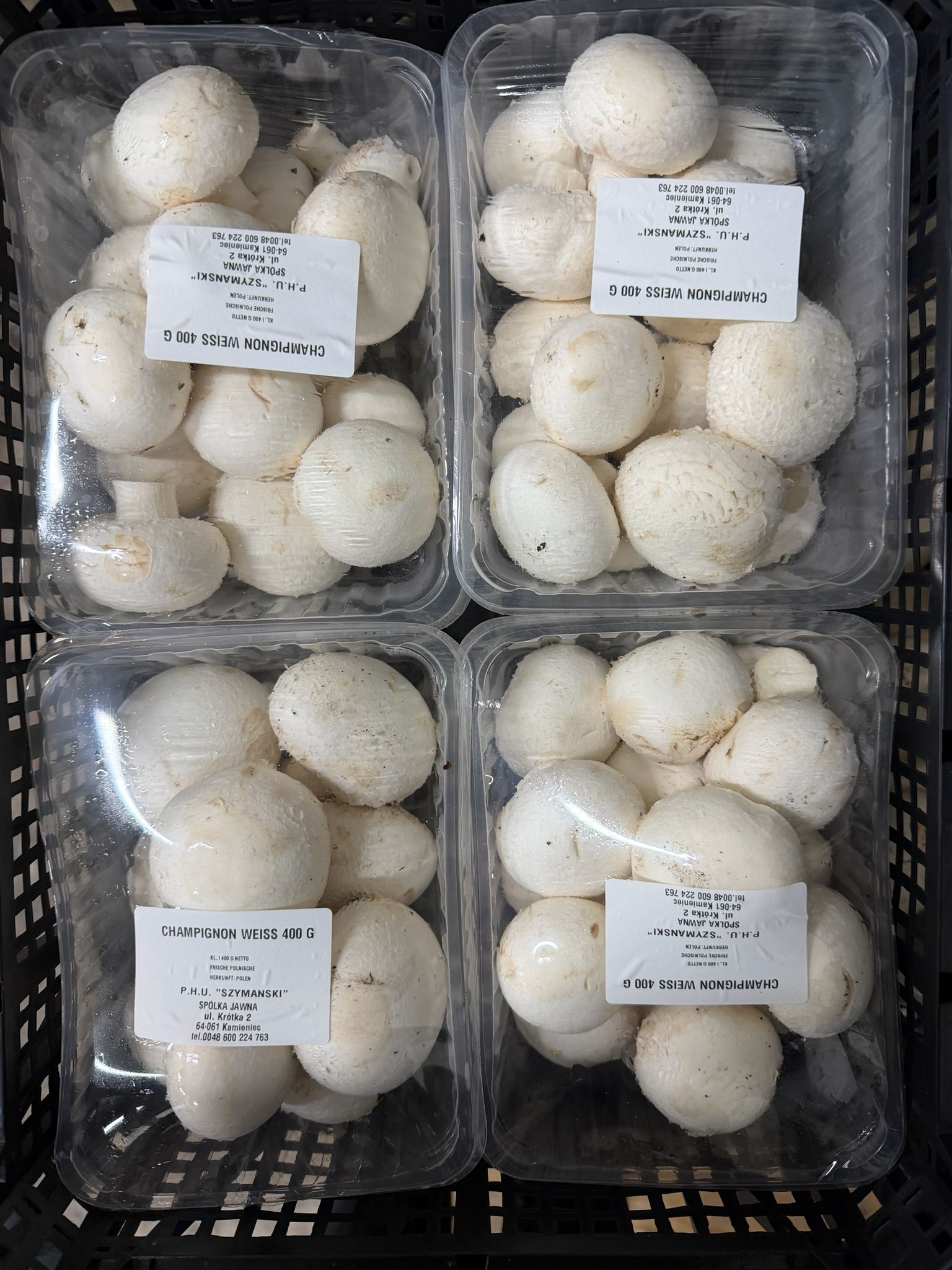 Champignons 4x400g Kiste  PO