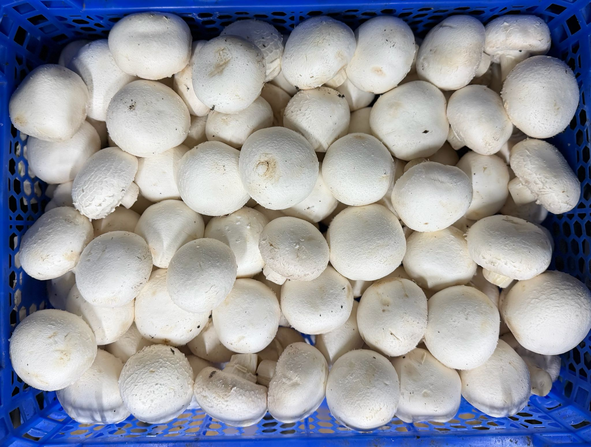 Champignons Mittel 3kg PO