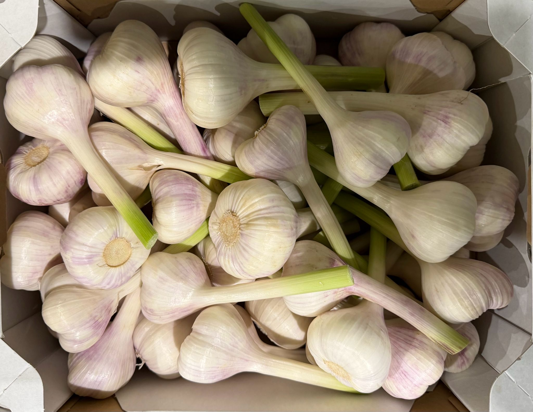 Knoblauch frisch 5kg DE